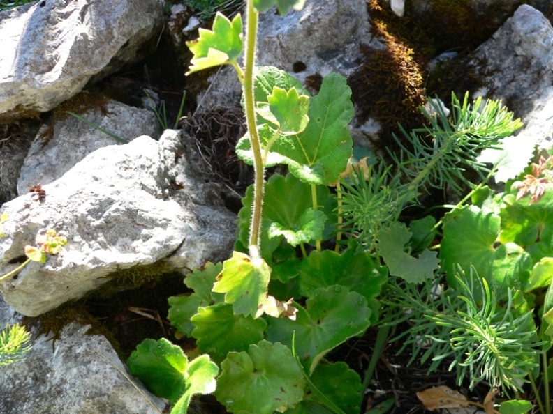 Saxifraga rotundifolia / Sassifraga a foglie rotonde